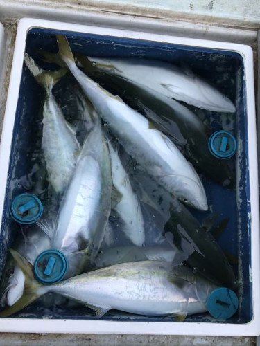 釣船 浦島太郎 釣果