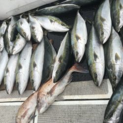 釣船 浦島太郎 釣果