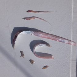 Hit Rush(ヒット ラッシュ) 釣果