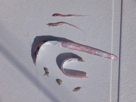 Hit Rush(ヒット ラッシュ) 釣果