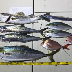 Hit Rush(ヒット ラッシュ) 釣果