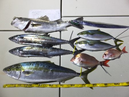 Hit Rush(ヒット ラッシュ) 釣果