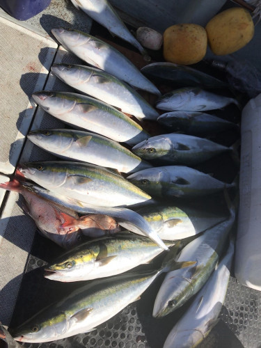 釣船 浦島太郎 釣果