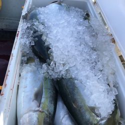 釣船 浦島太郎 釣果