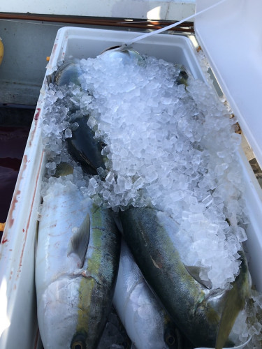 釣船 浦島太郎 釣果