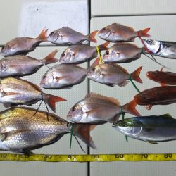 Hit Rush(ヒット ラッシュ) 釣果