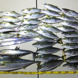 Hit Rush(ヒット ラッシュ） 釣果