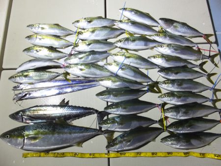 Hit Rush(ヒット ラッシュ） 釣果…