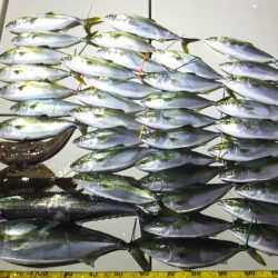 Hit Rush(ヒット ラッシュ) 釣果