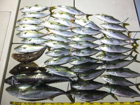 Hit Rush(ヒット ラッシュ） 釣果…