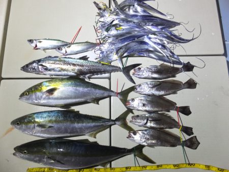 Hit Rush(ヒット ラッシュ） 釣果…