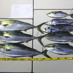 Hit Rush(ヒット ラッシュ） 釣果