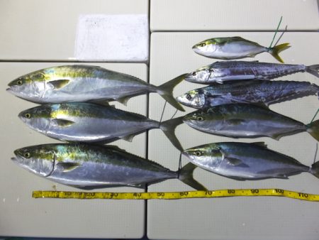 Hit Rush(ヒット ラッシュ） 釣果…