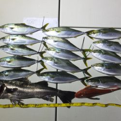 Hit Rush(ヒット ラッシュ) 釣果