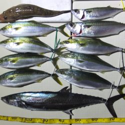 Hit Rush(ヒット ラッシュ) 釣果