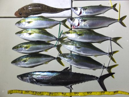 Hit Rush(ヒット ラッシュ） 釣果…