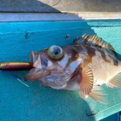 広進丸 釣果