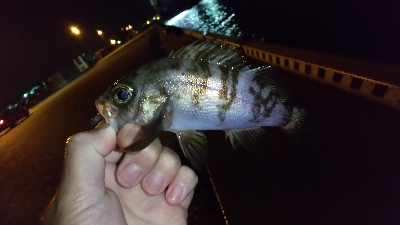 2019年12月18日釣行in箱崎ふ頭