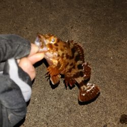 釣り納め、アジング不発ガッシーのみ