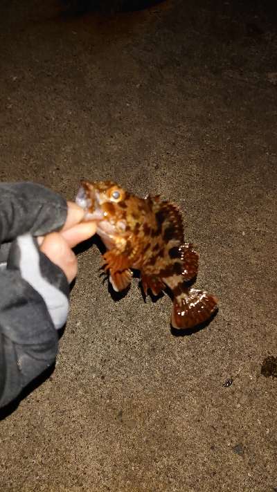 釣り納め、アジング不発ガッシーのみ