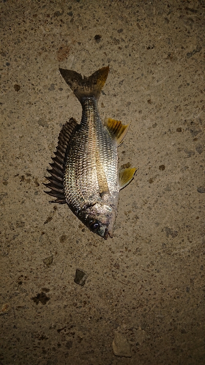 シーバス再チャレンジ