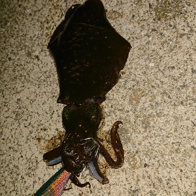 釣れてくれてありがとう