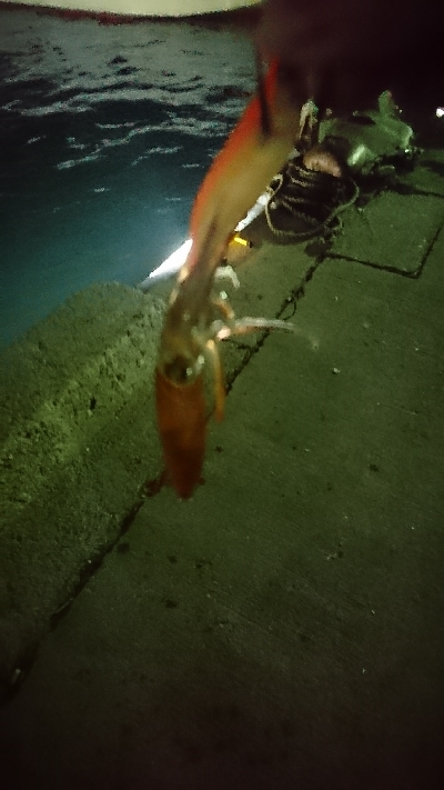 1年ぶりのヒイカ