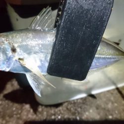 今夜はアジング！！