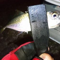今夜もアジ