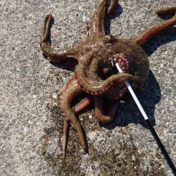 アオリイカ狙いがなぜか?