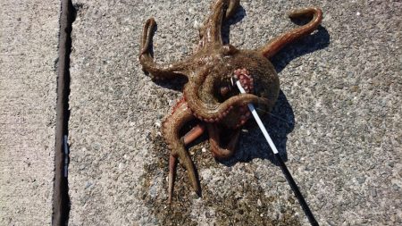 アオリイカ狙いがなぜか？