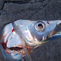 大晦日タチウオ釣り