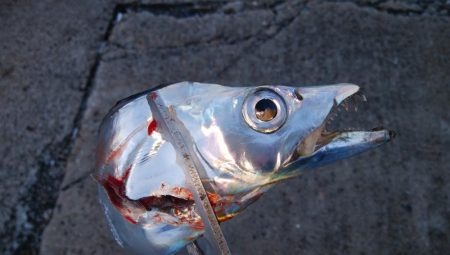 大晦日タチウオ釣り