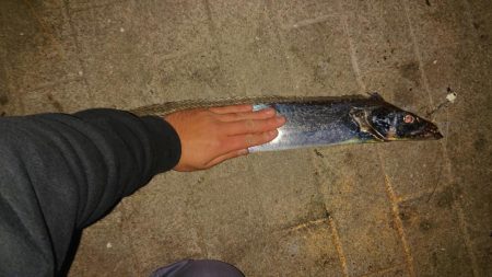 大きなタチウオ