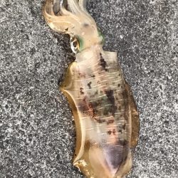 アオリイカ 900g