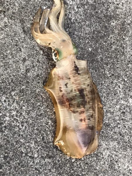 アオリイカ　900g