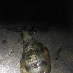 今年激シブの南紀でも場所選べばなんとかエギングでアオリイカ釣れる