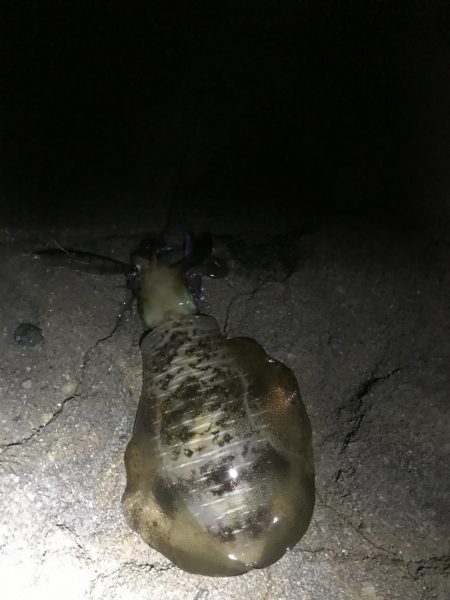 今年激シブの南紀でも場所選べばなんとかエギ…