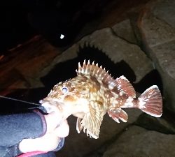 メバリング調査