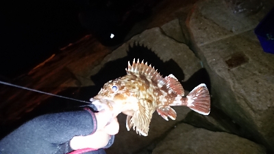 メバリング調査