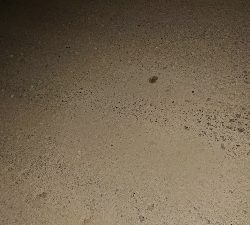 シーバス再チャレンジ