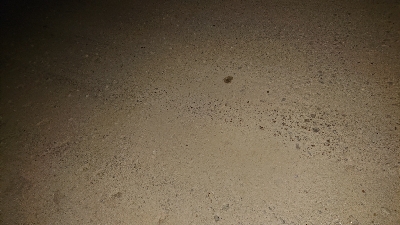 シーバス再チャレンジ