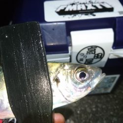 年末アジング！！