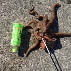 アオリイカ狙いがなぜか?