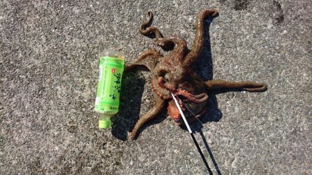 アオリイカ狙いがなぜか?