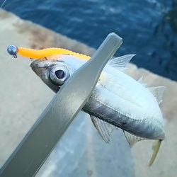 アジ釣り