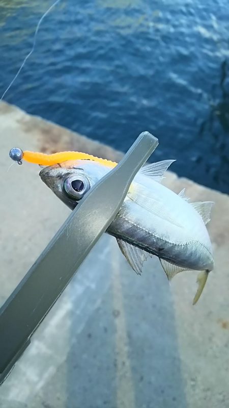 アジ釣り