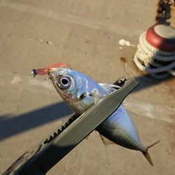 アジ釣り