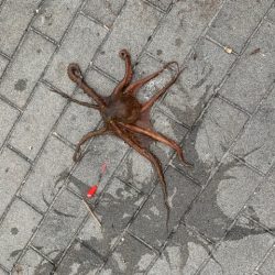 この時期に太刀魚つ抜け　