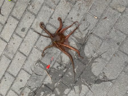 この時期に太刀魚つ抜け　